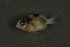  ( - FLMOO_155)  @12 [ ] No Rights Reserved  Unspecified Unspecified