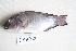  ( - HAG06)  @12 [ ] CreativeCommons - Attribution Non-Commercial Share-Alike (2014) Unspecified National Fisheries Research and Development Institute, Philippines