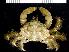  (Mithraculus coryphe - BFLA-206)  @14 [ ] Copyright (2008) Unspecified Florida Musuem of Natural History