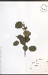  ( - JRM119)  @11 [ ] CreativeCommons - Attribution  Unspecified Centre for Biodiversity Genomics