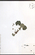  ( - JRM123)  @11 [ ] CreativeCommons - Attribution  Unspecified Centre for Biodiversity Genomics