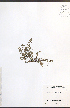  ( - JRM134)  @11 [ ] CreativeCommons - Attribution  Unspecified Centre for Biodiversity Genomics