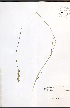  ( - JRM157)  @11 [ ] CreativeCommons - Attribution  Unspecified Centre for Biodiversity Genomics