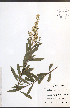 ( - JRM185)  @11 [ ] CreativeCommons - Attribution  Unspecified Centre for Biodiversity Genomics