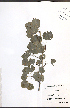  ( - JRM195)  @11 [ ] CreativeCommons - Attribution  Unspecified Centre for Biodiversity Genomics