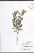  ( - JRM210)  @11 [ ] CreativeCommons - Attribution  Unspecified Centre for Biodiversity Genomics