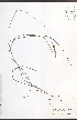  ( - JRM217)  @11 [ ] CreativeCommons - Attribution  Unspecified Centre for Biodiversity Genomics