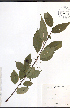  ( - JRM248)  @11 [ ] CreativeCommons - Attribution  Unspecified Centre for Biodiversity Genomics
