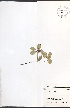  ( - JRM253)  @11 [ ] CreativeCommons - Attribution  Unspecified Centre for Biodiversity Genomics