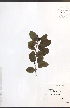  ( - JRM254)  @11 [ ] CreativeCommons - Attribution  Unspecified Centre for Biodiversity Genomics