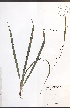  ( - JRM308)  @11 [ ] CreativeCommons - Attribution  Unspecified Centre for Biodiversity Genomics