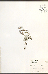  ( - NTW1013)  @11 [ ] CreativeCommons - Attribution  Unspecified Centre for Biodiversity Genomics