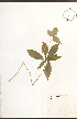 ( - NTW1035)  @11 [ ] CreativeCommons - Attribution  Unspecified Centre for Biodiversity Genomics