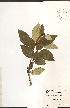  ( - NTW1042)  @11 [ ] CreativeCommons - Attribution  Unspecified Centre for Biodiversity Genomics