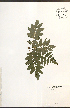  ( - NTW1046)  @11 [ ] CreativeCommons - Attribution  Unspecified Centre for Biodiversity Genomics