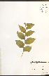  ( - NTW1049)  @11 [ ] CreativeCommons - Attribution  Unspecified Centre for Biodiversity Genomics