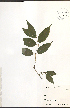  ( - NTW1070)  @11 [ ] CreativeCommons - Attribution  Unspecified Centre for Biodiversity Genomics
