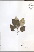  ( - NTW1072)  @11 [ ] CreativeCommons - Attribution  Unspecified Centre for Biodiversity Genomics