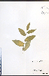  ( - NTW1073)  @11 [ ] CreativeCommons - Attribution  Unspecified Centre for Biodiversity Genomics