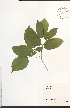  (Aralia nudicaulis - NTW1075)  @11 [ ] CreativeCommons - Attribution  Unspecified Centre for Biodiversity Genomics