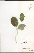  ( - NTW1089)  @11 [ ] CreativeCommons - Attribution  Unspecified Centre for Biodiversity Genomics
