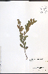  ( - NTW1097)  @11 [ ] CreativeCommons - Attribution  Unspecified Centre for Biodiversity Genomics