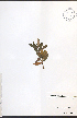  ( - NTW1102)  @11 [ ] CreativeCommons - Attribution  Unspecified Centre for Biodiversity Genomics