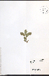  ( - NTW1108)  @11 [ ] CreativeCommons - Attribution  Unspecified Centre for Biodiversity Genomics