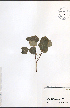  ( - NTW1109)  @11 [ ] CreativeCommons - Attribution  Unspecified Centre for Biodiversity Genomics