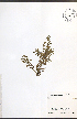  ( - NTW1138)  @11 [ ] CreativeCommons - Attribution  Unspecified Centre for Biodiversity Genomics