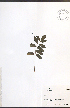  ( - NTW1142)  @11 [ ] CreativeCommons - Attribution  Unspecified Centre for Biodiversity Genomics