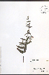 ( - NTW1144)  @11 [ ] CreativeCommons - Attribution  Unspecified Centre for Biodiversity Genomics