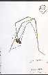  ( - NTW839)  @11 [ ] CreativeCommons - Attribution  Unspecified Centre for Biodiversity Genomics