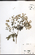  ( - NTW849)  @11 [ ] CreativeCommons - Attribution  Unspecified Centre for Biodiversity Genomics