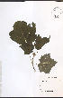  ( - NTW859)  @11 [ ] CreativeCommons - Attribution  Unspecified Centre for Biodiversity Genomics