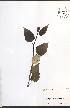 ( - NTW866)  @11 [ ] CreativeCommons - Attribution  Unspecified Centre for Biodiversity Genomics