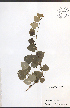  ( - NTW867)  @11 [ ] CreativeCommons - Attribution  Unspecified Centre for Biodiversity Genomics