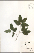  ( - NTW919)  @11 [ ] CreativeCommons - Attribution  Unspecified Centre for Biodiversity Genomics