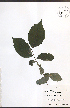  ( - NTW926)  @11 [ ] CreativeCommons - Attribution  Unspecified Centre for Biodiversity Genomics