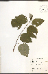  ( - NTW944)  @11 [ ] CreativeCommons - Attribution  Unspecified Centre for Biodiversity Genomics