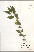  ( - NTW979)  @11 [ ] CreativeCommons - Attribution  Unspecified Centre for Biodiversity Genomics
