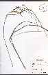  ( - TAH183)  @11 [ ] CreativeCommons - Attribution  Unspecified Centre for Biodiversity Genomics