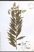  (Solidago rugosa - TAH192)  @11 [ ] CreativeCommons - Attribution  Unspecified Centre for Biodiversity Genomics