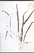  ( - TAH197)  @11 [ ] CreativeCommons - Attribution  Unspecified Centre for Biodiversity Genomics