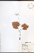  ( - TAH202)  @11 [ ] CreativeCommons - Attribution  Unspecified Centre for Biodiversity Genomics
