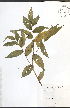  ( - TAH204)  @11 [ ] CreativeCommons - Attribution  Unspecified Centre for Biodiversity Genomics