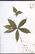  ( - TAH210)  @11 [ ] CreativeCommons - Attribution  Unspecified Centre for Biodiversity Genomics