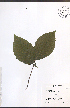  (Fagus grandifolia - TAH226)  @11 [ ] CreativeCommons - Attribution  Unspecified Centre for Biodiversity Genomics