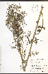  ( - TAH243)  @11 [ ] CreativeCommons - Attribution  Unspecified Centre for Biodiversity Genomics