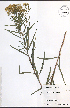  ( - TAH294)  @11 [ ] CreativeCommons - Attribution  Unspecified Centre for Biodiversity Genomics